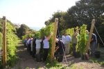 FRI 25 OCT-MON 28 OCT: Hops Festival at Ventnor Botanic Garden