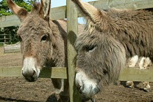 Donkey Sanctuary in Wroxhall near Ventnor