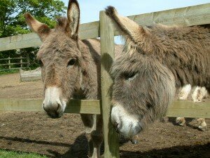 donkey1