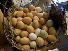eggs
